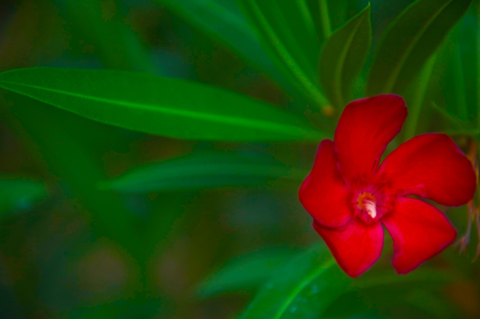 the flower in red #2